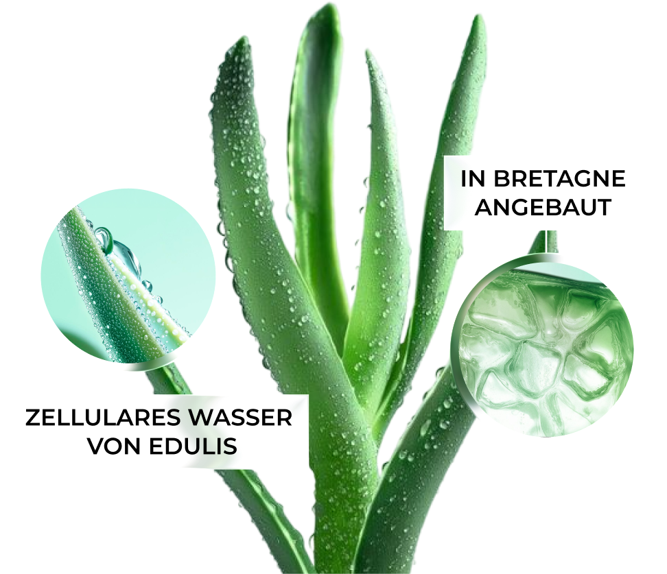 IN BRETAGNE ANGEBAUT ZELLULARES WASSER VON EDULIS