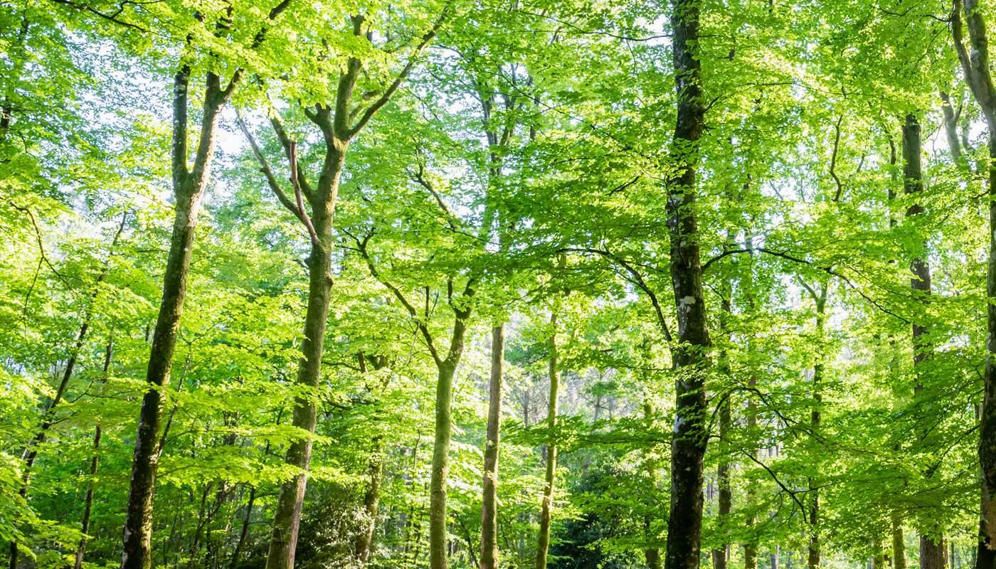 Waldbäume hoch grün