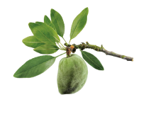 plante de jojoba yves rocher