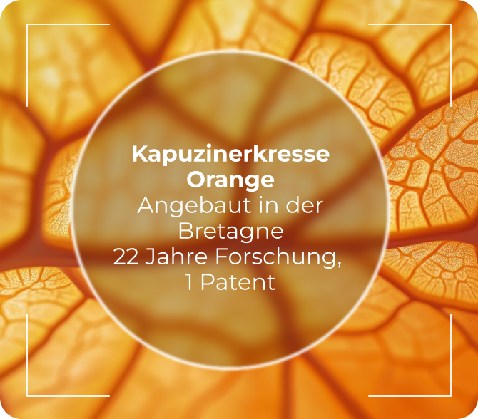 Zoom Kapuzinerkresse