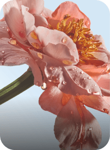 camellia yves rocher