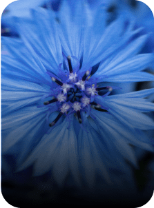 cornflower yves rocher
